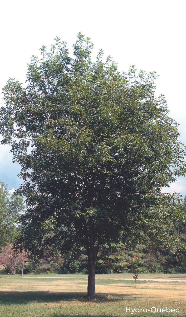 Caryer cordiforme Association forestière du sud du Québec